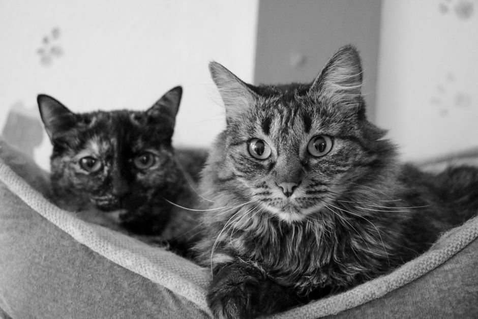 Chat et chien complices