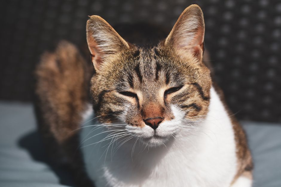 Chat sur son griffoir