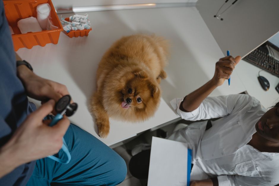 Veterinaire souriante avec un chiot